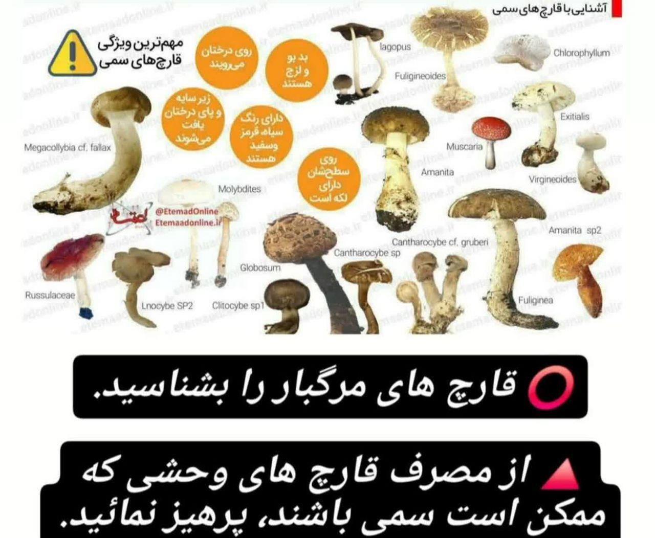 قارچ سمی